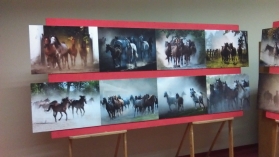 Wystawa zdjęć: W grzywie wiatr w kopytach magia