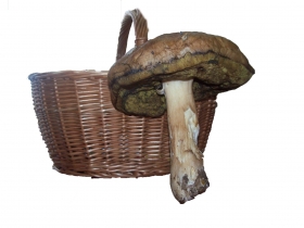 Grzyby giganty znalezione przez brzezinian