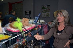 Pokaz kotów rasowych