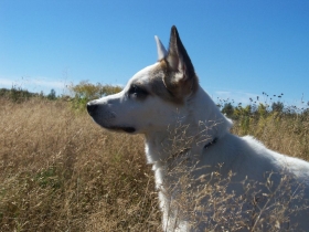 Światowy Dzień Ochrony Zwierząt