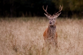 Ptaki i inne zwierzaki - wystawa fotografii członków Związku Polskich Fotografów Przyrody