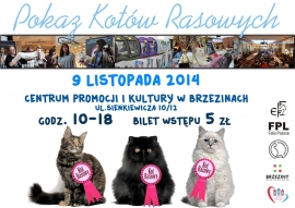Pokaz kotów rasowych