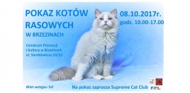 Wystawa kotów rasowych