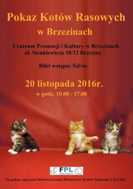 Pokaz kotów rasowych