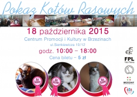 Pokaz kotów rasowych